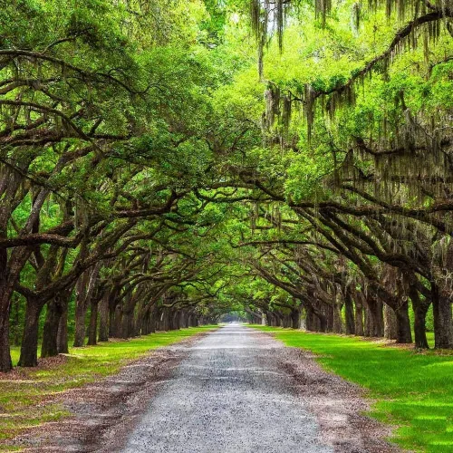 Miniatura 3 de Roble vivo del sur Quercus Virginiana 10 plantas vivas Árbol de sombra pintoresco duradero Follaje verde oscuro