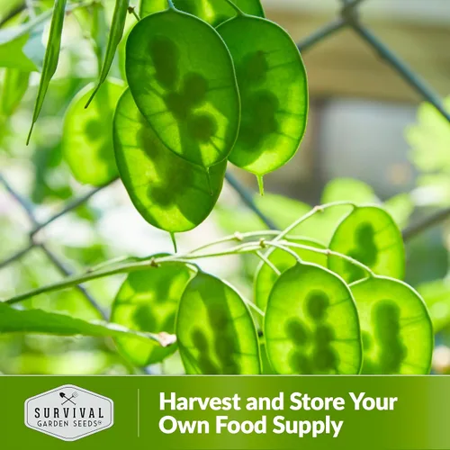 Miniatura 5 de Survival Garden Seeds Semillas de plantas de dinero para plantar, 1 paquete con instrucciones para cultivar Lunaria Annua en el jardín de tu casa