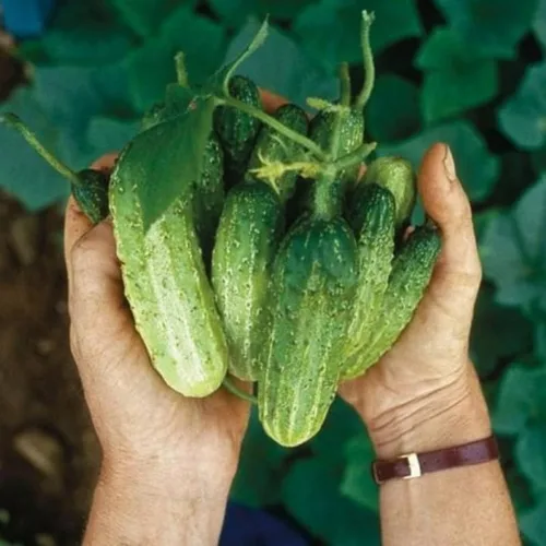 Miniatura 3 de Juego de 2 plantas de pepino vivo para plantar, plantas de pepino verde vivas para plantar, plantas vegetales, maceta de 4 pulgadas