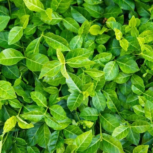 Miniatura 9 de Greenwood Nursery: Plantas vivas de cobertura del suelo - Bugleweed Blueberry Muffin + Ajuga Reptans - [Cantidad: 1x Maceta de Pinta]