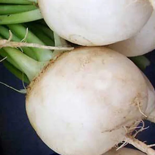 Shogoin Semillas de nabo - 0.07 oz ~ 650 Semillas - Semillas reliquia, polinización abierta, sin OMG, jardinería agrícola y vegetal y semillas de