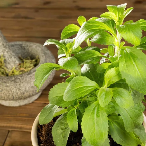 Miniatura 2 de Eden Brothers Semillas de Stevia - Sweetie Star