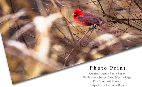 Miniatura 2 de Nature Photography Print (Not Framed) Picture of Red Cardinal Sitting on Branch Surrounded by Raindrops on Winter Day in Oklahoma Bird Wall Art