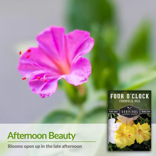 Miniatura 3 de 1 paquete de semillas de mezcla de fórmula de cuatro en punto para plantar con instrucciones para cultivar flores coloridas en tu hogar, vegetales
