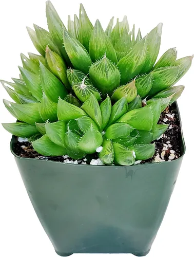 Miniatura 11 de Fat Plants San Diego Plantas suculentas totalmente enraizadas en macetas de 4 pulgadas con tierra, suculentas reales en maceta/decoración única