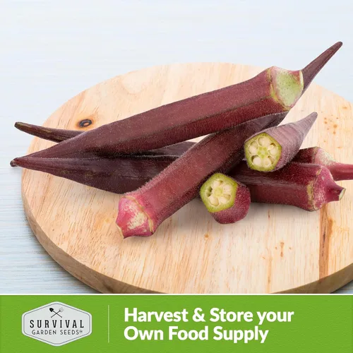Miniatura 5 de Survival Garden Seeds - Semilla de Okra rojo burdeos para plantar - Paquete con instrucciones para plantar y cultivar vainas tiernas de Okra Borgoña