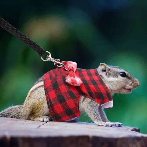 Miniatura 2 de Juego de 2 piezas de ropa de conejillo de indias, hurón, ratas, hámster, arnés de malla suave, chaleco con campana para conejillos de indias