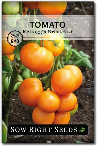 Sow Right Seeds - Semillas de tomate Kellogg's Breakfast para plantar - Paquete de reliquia sin OMG con instrucciones para plantar un huerto casero
