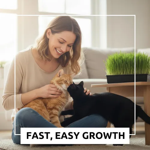 Miniatura 3 de Semillas de hierba de gato para cultivar Mezcla de 4 vías, centeno, trigo, avena y cebada Fabricado en Estados Unidos, se envía desde Iowa.