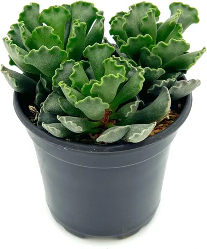 ragnaroc Suculentas vivas – Adromischus Cristatus en maceta de 4 pulgadas – 1 unidad – Llegada viva garantizada – Suculentas en maceta, plantas de