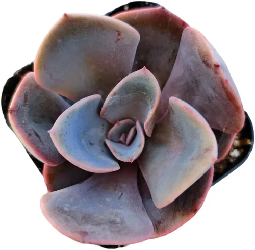Miniatura 17 de Plantas de Cactus Suculentas Vivas (Maceta de 5 cm Echeveria Minima)
