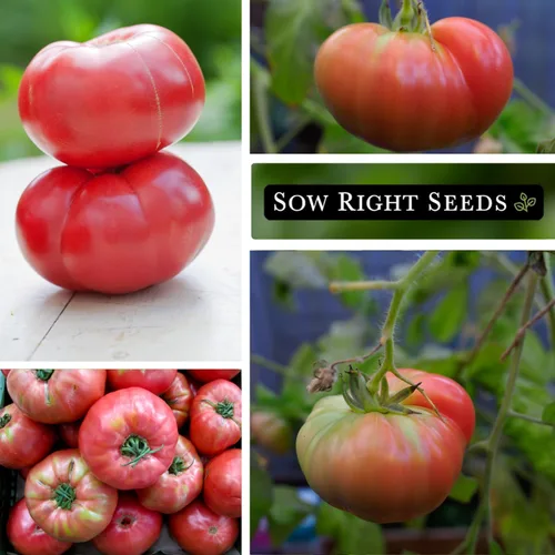 Miniatura 4 de Sow Right Seeds - Semillas de tomate rosa Brandywine para plantar - Tomates de filete de res sin OMG - Frutas grandes y jugosas para jardín