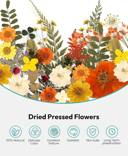 Miniatura 4 de Flores Secas, Resiners 100 Piezas de Flores Prensadas para Manualidades Amarillas Flores Secas Naturales Reales Kit de Hojas Secas para Hacer