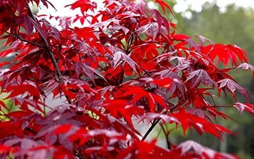 Miniatura 7 de Planta viva de arce rojo japonés, árbol de 1 a 2 pies de alto en maceta de 3 pulgadas, arce rojo enano ornamental al aire libre para paisajismo