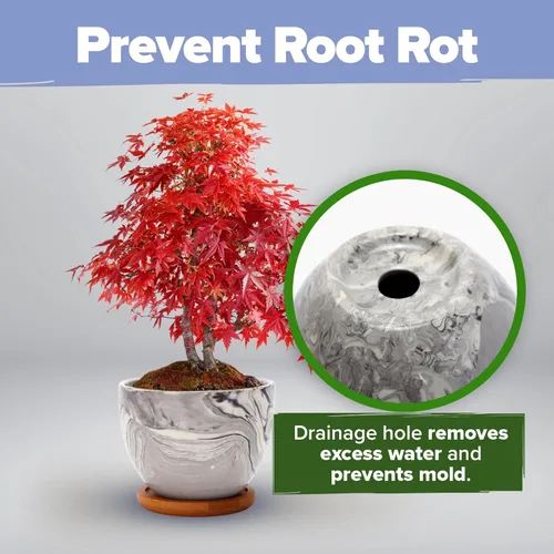 Miniatura 7 de HOME GROWN Kit de Árbol Bonsái – Juego Inicial Premium de Cerámica con 4 Variedades de Bonsái – Fácil Regalo de Jardinería Interior para Hombres