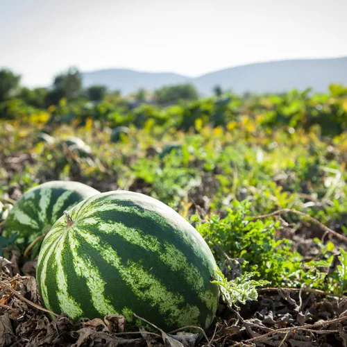 Miniatura 2 de Park Seed Variedad de semillas de fruta de sandía, semillas de plantas, fáciles de cultivar, perfectas para cosechar, Cal Sweet Bush, paquete de 10