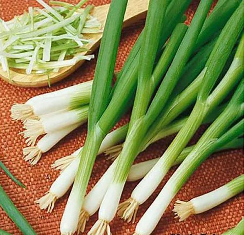 Deliciosa ensalada semillas de cebolleta verde - Fácil de cultivar - 1600 semillas