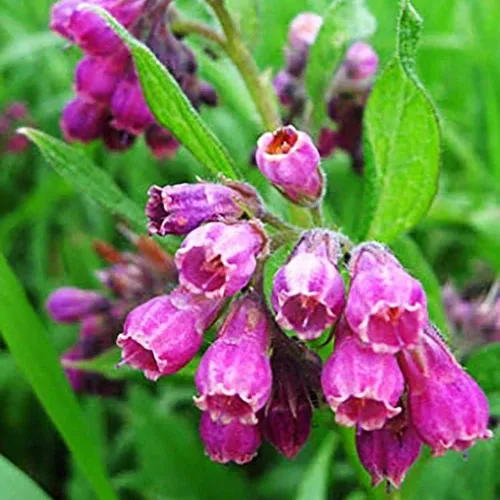 Miniatura 3 de 100 semillas de consuelda Symphytum Officinale - Semillas de consuelda perenne Symphytum Officinale sin OMG