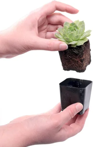 Miniatura 3 de Mountain Crest Gardens Sempervivum - Paquete variado de suculentas – 20 plantas de roseta vivas resistentes, sin repeticiones, enraizadas en macetas