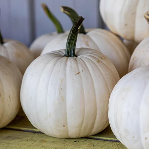 Miniatura 11 de Eden Brothers Semillas de calabaza – Semillas gigantes sin OMG del Atlántico para plantar, paquete Semillas vegetales de alto rendimiento y rápido