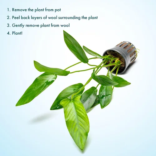 Miniatura 5 de SubstrateSource Plantas vivas – Anubias Hastifolia (Anubias hastifolia) – Luz baja a moderada, hojas en forma de flecha de color verde medio a