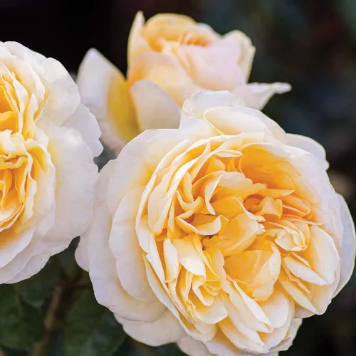 Miniatura 9 de Rosas de té híbridas de reliquia, planta de raíz propia viva para jardín al aire libre, Moonlight Romantica®, muy fragantes, zonas de rusticidad