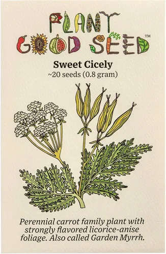 Plant Good Seed Sweet Cicely Seeds - Paquete de 20 semillas tradicionales para plantar flores, suministros de jardinería, jardín de hierbas, flores