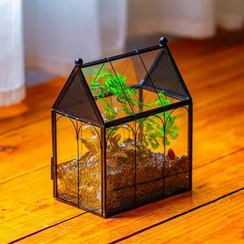 Miniatura 7 de NCYP Pequeño recinto de terrario de vidrio con malla para arañas saltadoras, plantas suculentas en forma de micro casa, terrario, decoración