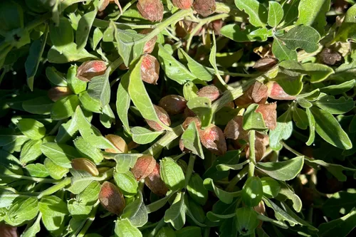 Miniatura 5 de Plant Good Seed Semillas orgánicas de Ashwagandha para plantar: hierba ayurveda, raíces blancas - Paquete de 80 semillas