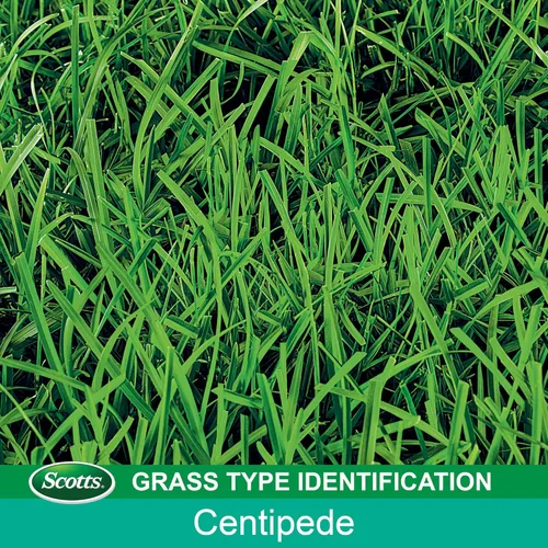 Miniatura 9 de Scotts EZ Seed Patch and Repair Centipede Grass, 3.75 lb (Paquete de 2)
