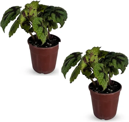LEAL PLANTS ECUADOR Begonia Cruz de Hierro, paquete de 2 unidades, Begonia de hojas pintadas para decoración, impresionante planta de follaje,