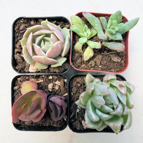 Miniatura 21 de Blissful Echeveria Alpen Glow 4" Pot Live Succulent Pink Purple Rosette Plant Easy 2 Grow, Perfect for Wedding, Party Favor and Succulent