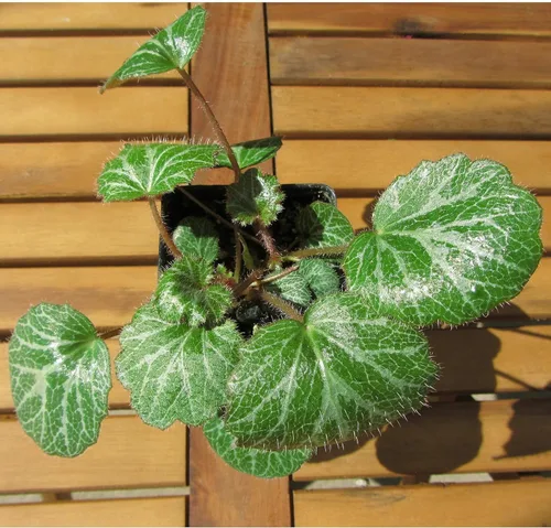 Miniatura 2 de Saxifraga stolonifera, planta viva de begonia de fresa, geranio de fresa, saxífraga rastrera, lámina de roca rastrera, madre de miles, cubierta