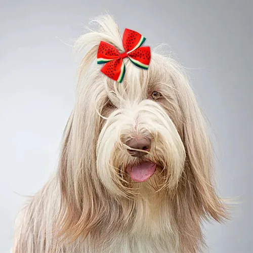 Miniatura 6 de 24 piezas/12 pares 10 cm Lazos para el pelo de perro grande con fruta de verano para perros de raza grande Bandas elásticas Lazo de pelo de perra