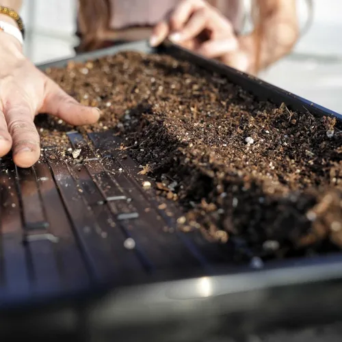 Miniatura 4 de Bootstrap Farmer Microgreen 1020 Bandejas, poco profunda, extra fuerte, paquete de 30 bandejas de semillas con agujeros, forraje para cultivar