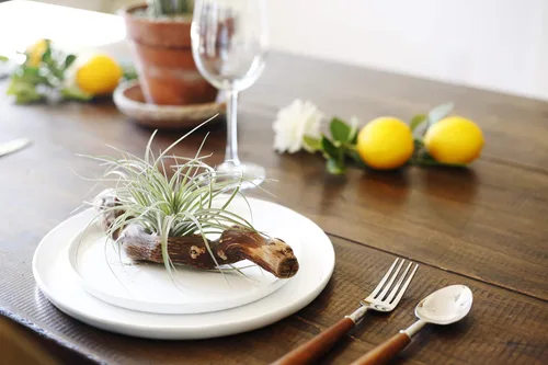 Miniatura 6 de Gran colección de plantas de aire Ionantha Tillandsia de cinco plantas tropicales para el hogar, decoración de interiores y plantas de aire