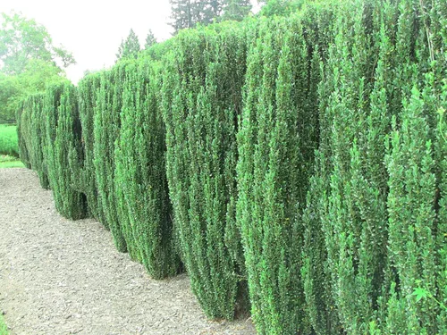 Miniatura 2 de Sky Pencil - Acebo japonés - 3 plantas vivas - Ilex Crenata - Verde perenne formal de bajo mantenimiento