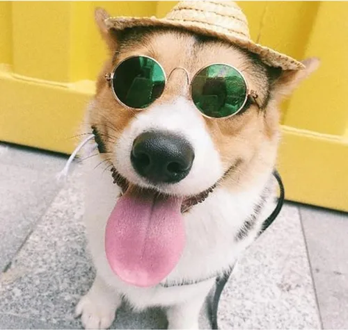 Miniatura 5 de 8 piezas de gafas de sol para mascotas, perro, gato, corbatín para mascotas, disfraz de mascota, collar formal ajustable para gatos, perros