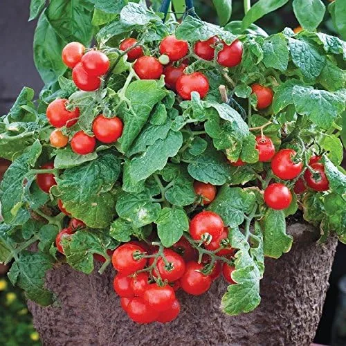 Miniatura 2 de Más de 100 semillas de tomate Tiny Tim – Semillas de reliquia enana para plantar – Ideal para patio o jardín