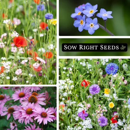 Miniatura 4 de Sow Right Seeds - Mezcla de semillas de flores silvestres para plantar en sombra parcial - Variedades tradicionales sin OMG para cultivar jardín