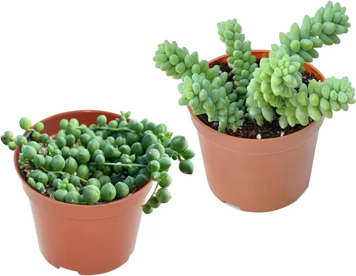 Juego de suculentas de 4 pulgadas (paquete de 2), cadena de perlas + plantas de cola de burro, plantas suculentas vivas totalmente enraizadas en