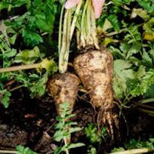 Miniatura 4 de Chirivía, semillas de corona huecas, sin OMG, 100 semillas por paquete, carne blanca dulce tiene buen sabor y se mantiene bien durante el invierno.