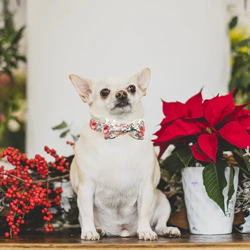 Miniatura 5 de Elegante collar para perro con moño Floral Vintage, cómoda pajarita para perro, collar de perro con lazo Collar ajustable para perros pequeños