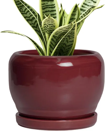 Miniatura 17 de SQOWL Macetas de cerámica – Maceta de 6 pulgadas con orificio de drenaje y bandeja, maceta redonda para plantas de interior, maceta decorativa