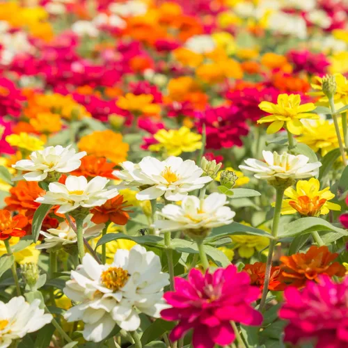 Miniatura 3 de Park Seed Zinnia - Semillas para plantar flores, fáciles de cultivar, perfectas para jardín de primavera, mezcla AAS de profusión, paquete de 25