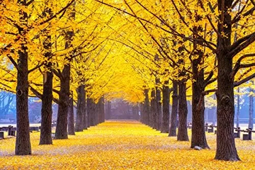Gingko Biloba - Semillas de árbol para plantar - 5 semillas - Hojas comestibles que promueven la memoria y el vigor - Semillas de ginko