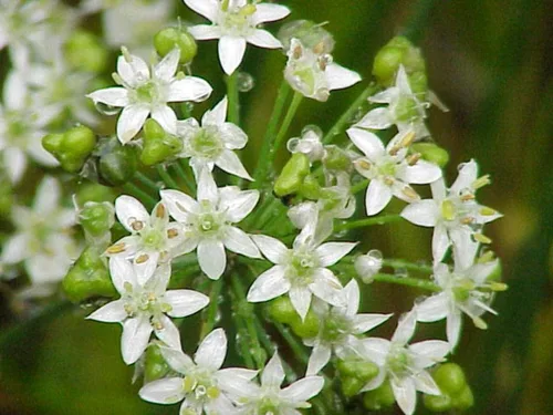 Miniatura 4 de 500 semillas de cebollino de ajo, reliquia, sin OMG, semillas siempre frescas. Semillas de siembra para el jardín de verduras y hierbas en el hogar