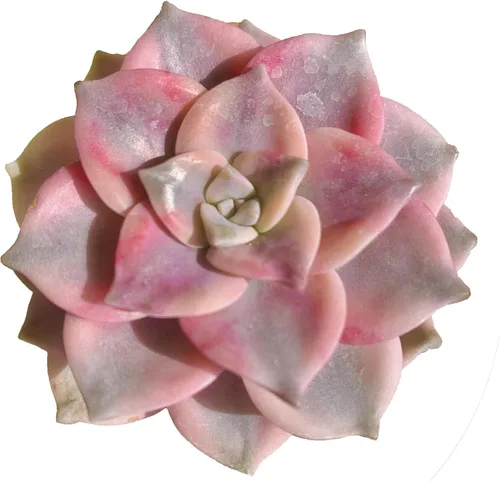 Miniatura 20 de Plantas suculentas vivas, Echeveria Onslow variegada de 3.2 pulgadas, Plantas de interior mini, Planta viva de raíz desnuda sin tierra, Plantas