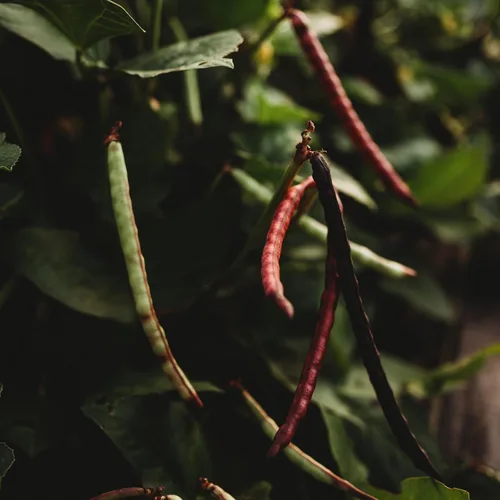 Miniatura 4 de Top Pick - Guisante marrón Crowder - 4 onzas a granel (~ 640 semillas) – Variedad de reliquia y polinizada abierta, cultivadas en Estados Unidos