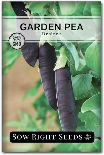 Sow Right Seeds - Semillas de guisantes de nieve Desiree para plantar - Paquete de reliquia sin OMG con instrucciones para plantar un huerto en el
